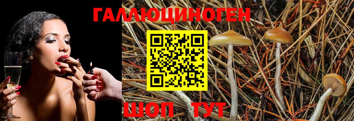 Псилоцибиновые грибы Cubensis Бузулук
